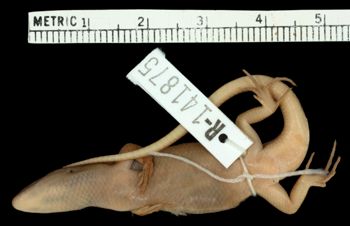 Media type: image;   Herpetology R-141875 Aspect: ventral